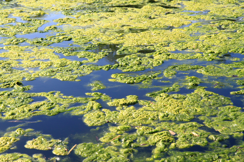 3 Tips to Keeping Your Water Tank Free of Algae