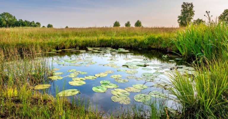 A natural pond with multiple water lilies sits in the middle of a field with tall grass surrounding it.